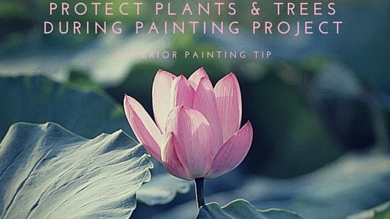 Protect_plants__Trees_During_Painting_project.jpg